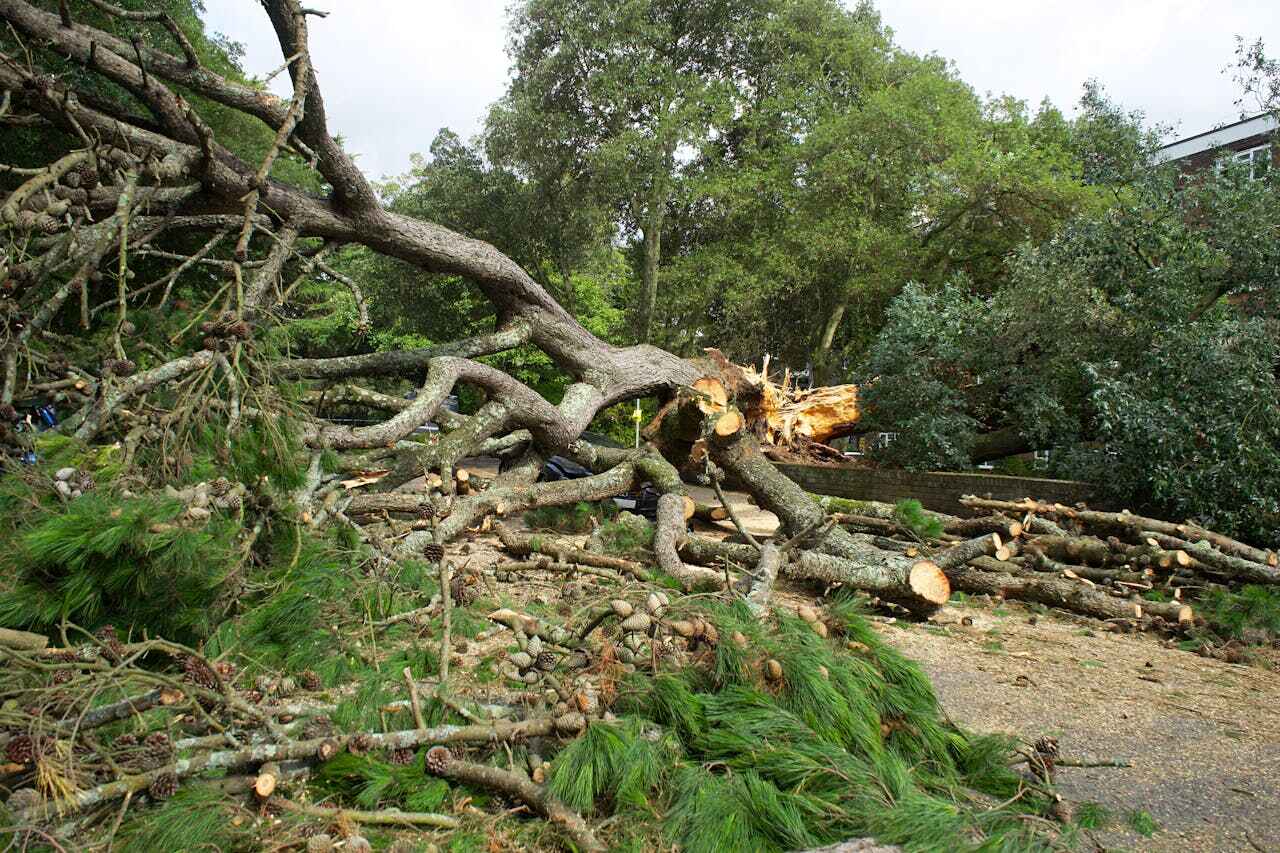 The Steps Involved in Our Tree Care Process in Ferndale, MI